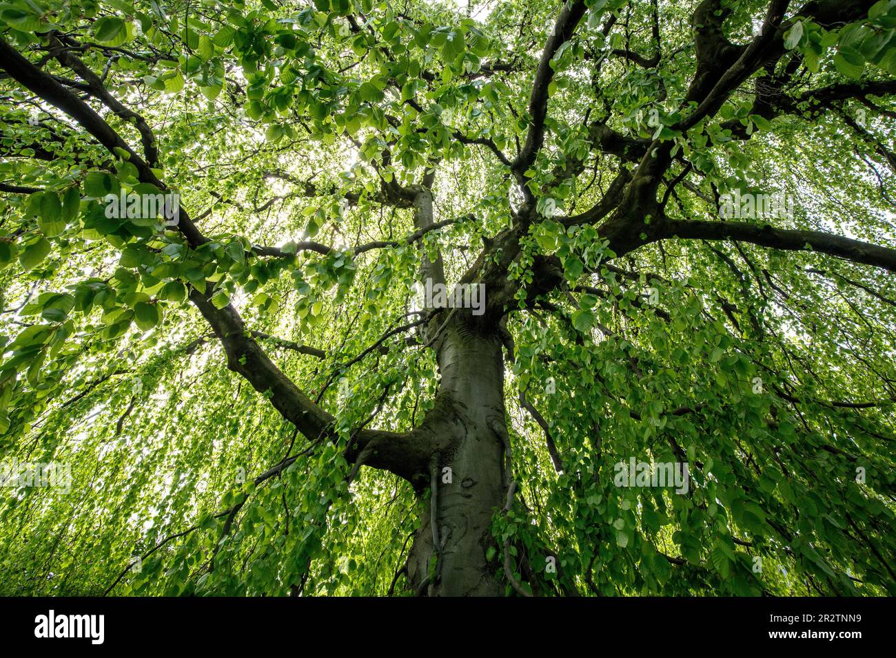 Weinbuche (Fagus sylvatica f. pendula) im Rheinpark im Bezirk Deutz, Naherholungsgebiet Köln. Haenge-Buche (Fagus sy Stockfoto