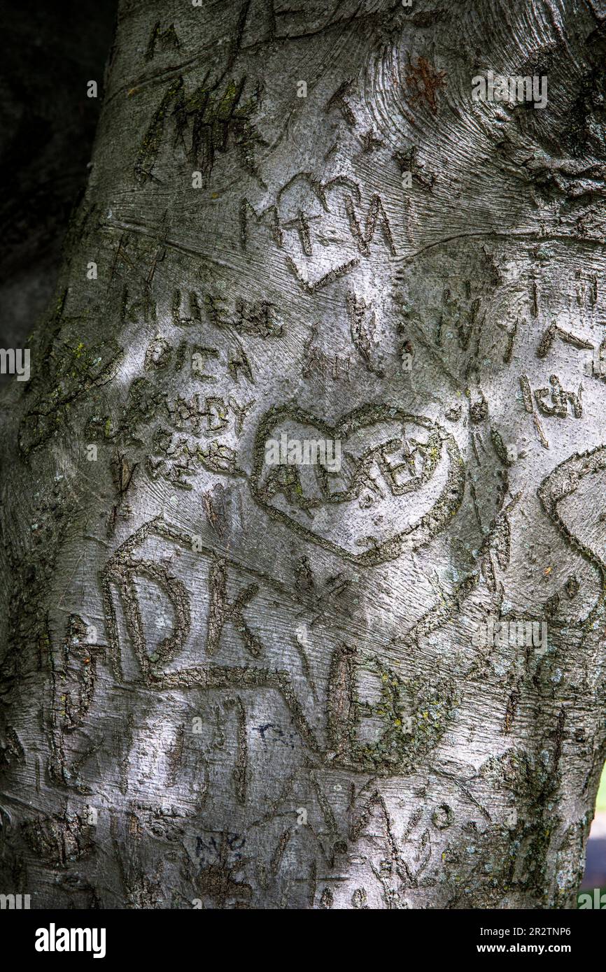 In die Rinde eines Buchenbaumes im Rheinpark im Bezirk Deutz, Köln. Herzen in der Rinde einer Buche im Rheinpark im S. Stockfoto