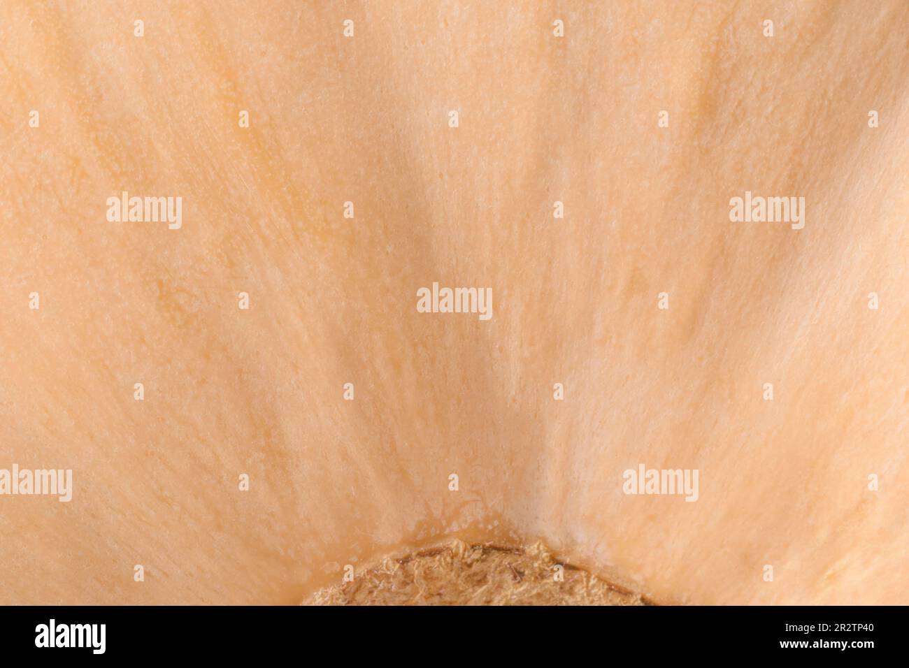 Abstrakter natürlicher Hintergrund: Nahaufnahme der Butternuss-Kürbisschalen-Textur Stockfoto