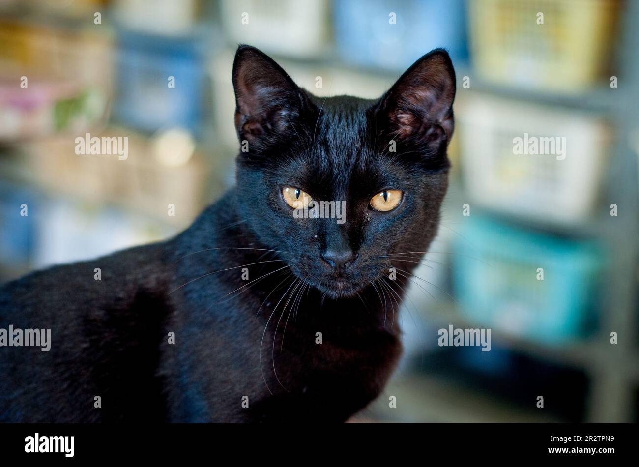 Schwarze Hauskatze, Porträt, gelbe Augen Stockfoto