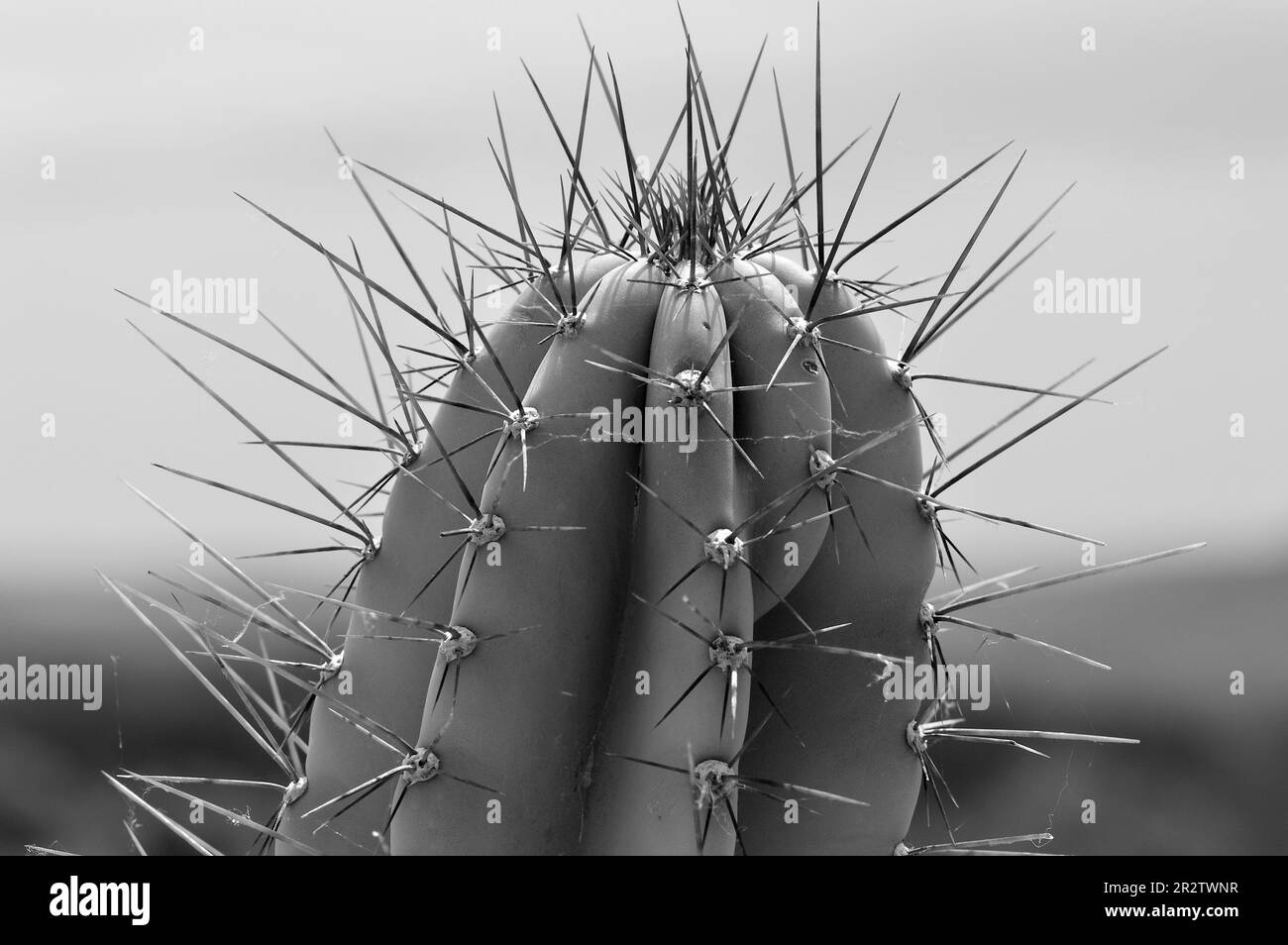 Kaktus Schwarz-Weiß Stockfoto