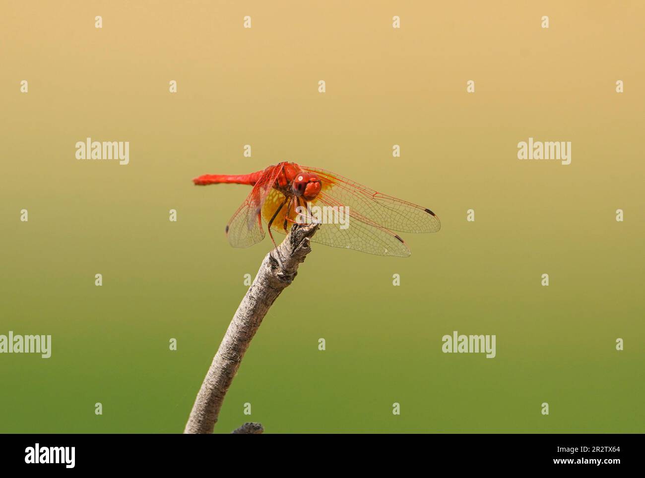 Scharlachrote Libelle (Crocothemis erythraea) in der Nähe eines Flusses. Andalucias, Spanien. Stockfoto