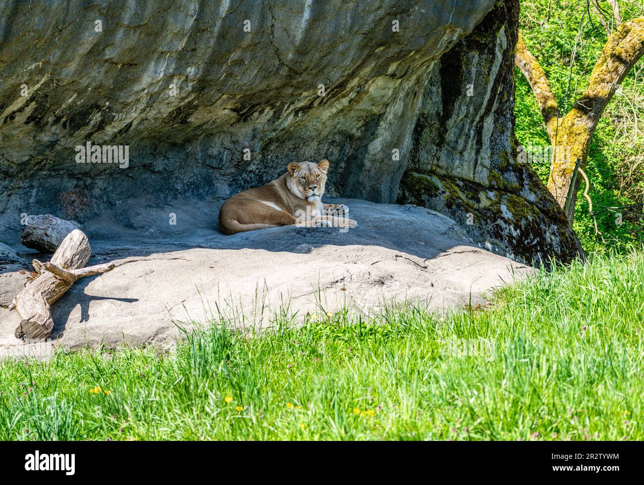 Ein Löwe ruht unter einem Felsüberhang im Woodland Park Zoo in Seattle, Washinggton. Stockfoto