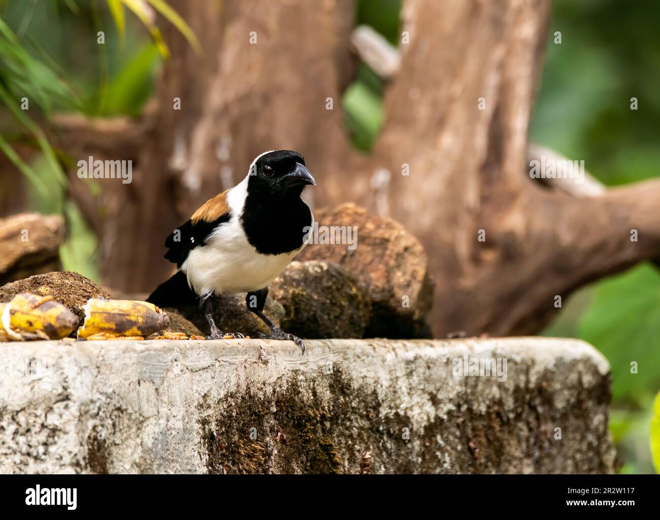 Ein Paar weißbäugige Baumstämme hoch oben auf einem Ast am Stadtrand von Thattekad, Kerala Stockfoto