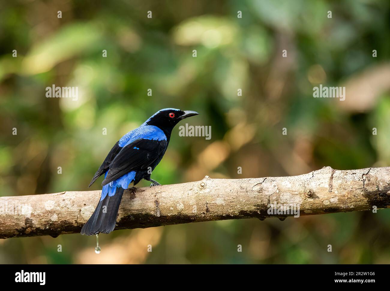 Ein blauer asiatischer Feenvogel, der auf einem Ast am Stadtrand von Thattekad, Munnar, hockte Stockfoto