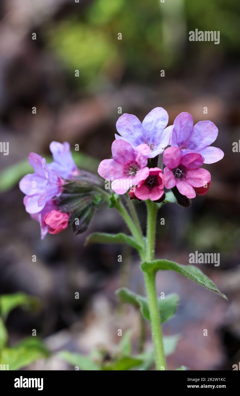 Suffolk-Lungenkraut-Blüte Stockfoto