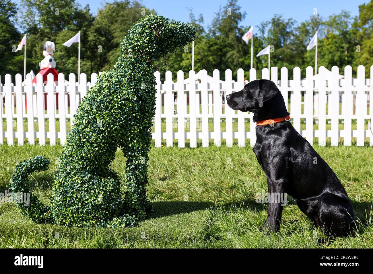 REDAKTIONELLE USE ONLY Bonnie bei Goodwoof 2023, einer Hundeveranstaltung im Goodwood Estate, Chichester. Foto: Sonntag, 21. April 2023. Stockfoto