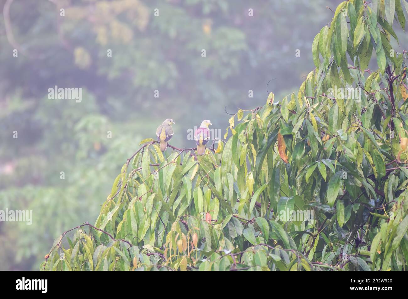 Eine grüne Taube mit grauen Fronten, hoch oben auf einem Obstbaum im tiefen Dschungel am Stadtrand von Thattekad, Kerala Stockfoto