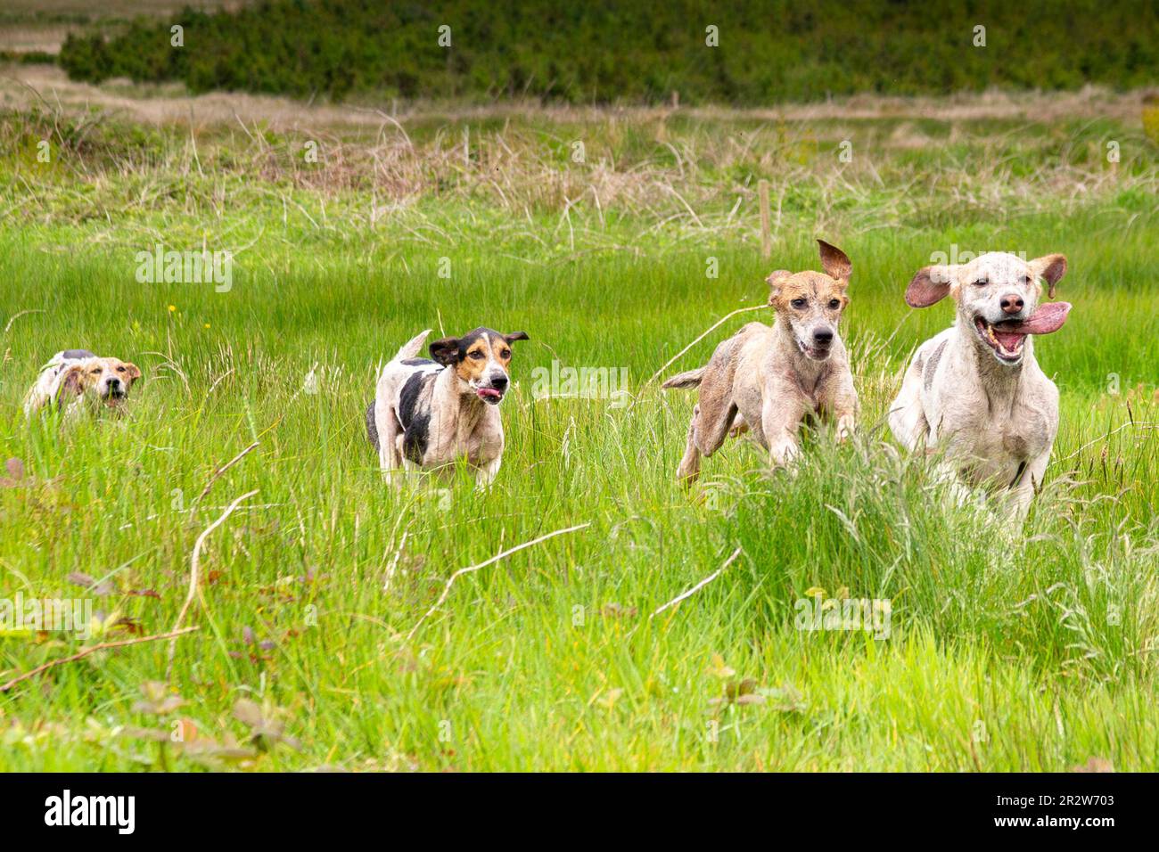 Portmagee, County Kerry, Irland. 21. Mai 2023. Beagles, die in einer Drag Hunt, einem lokalen humanen Sport, gegeneinander antreten. County Kerry, Irland Kredit: Stephen Power/Alamy Live News Stockfoto