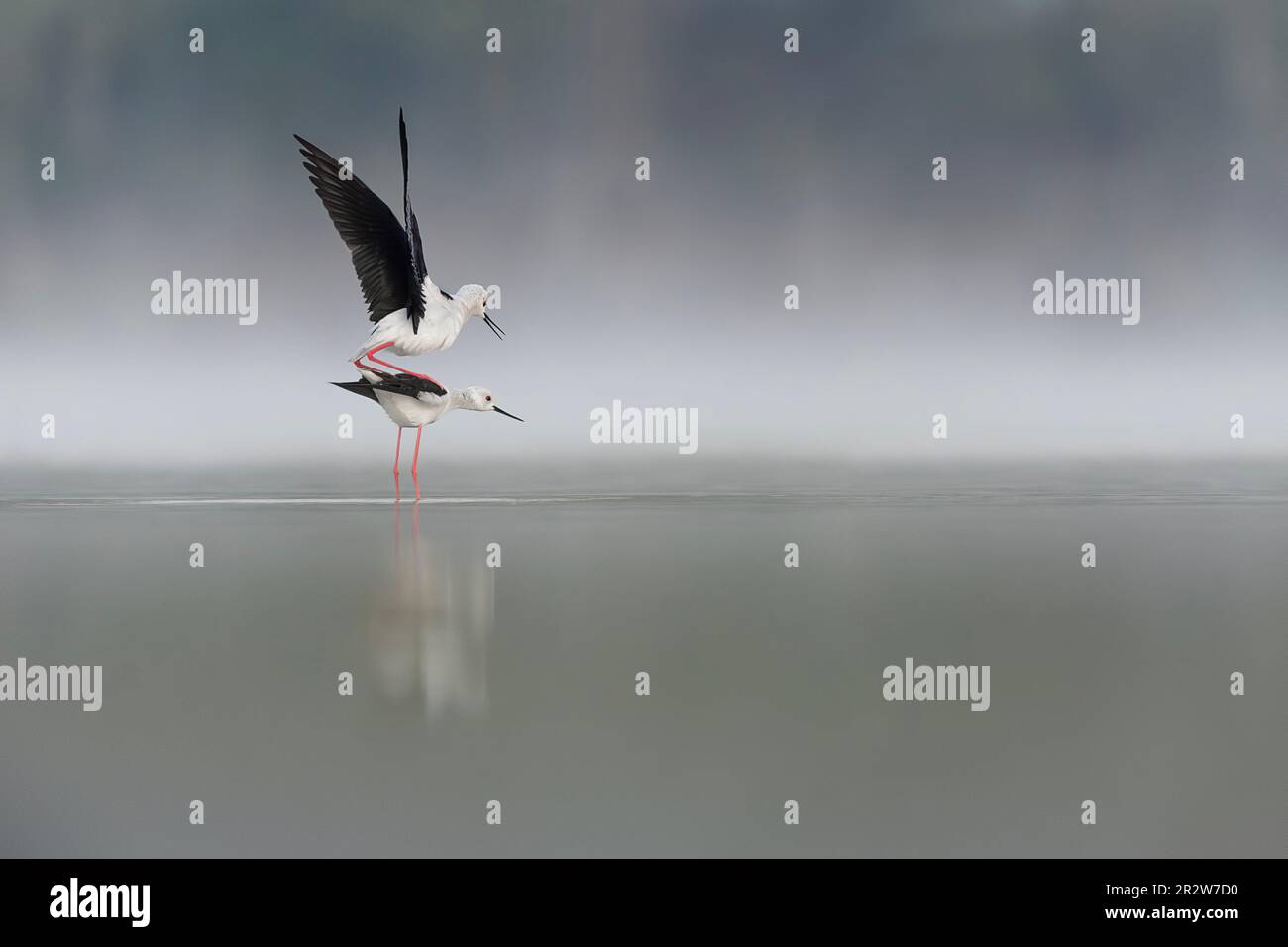 Paarungszeit, geflügelter Pfahl, männlich und weiblich, verliebt (Himantopus himantopus) Stockfoto