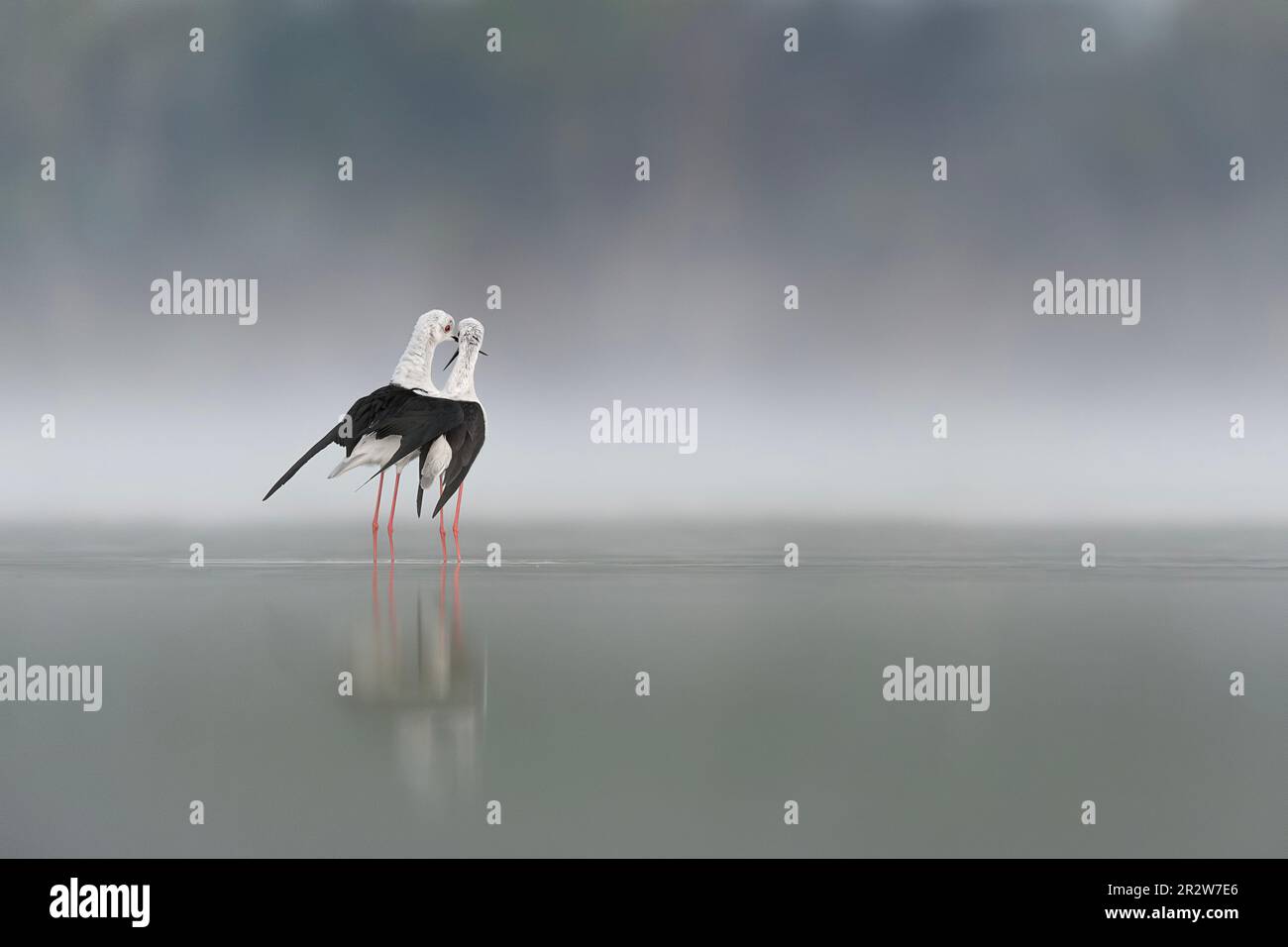 Der Tanz der Liebe, schwarzer geflügelter Pfahl männlich und weiblich in der Paarungszeit (Himantopus himantopus) Stockfoto