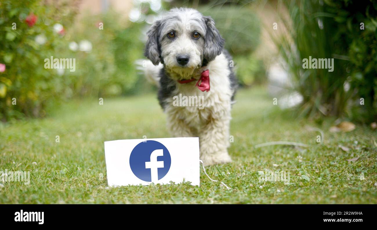 RESEN, MAZEDONIEN. 21. MAI 2023 - der süße schwarz-weiße Adoptivhund vor dem weißen Tisch mit dem Logo von Facebook Stockfoto