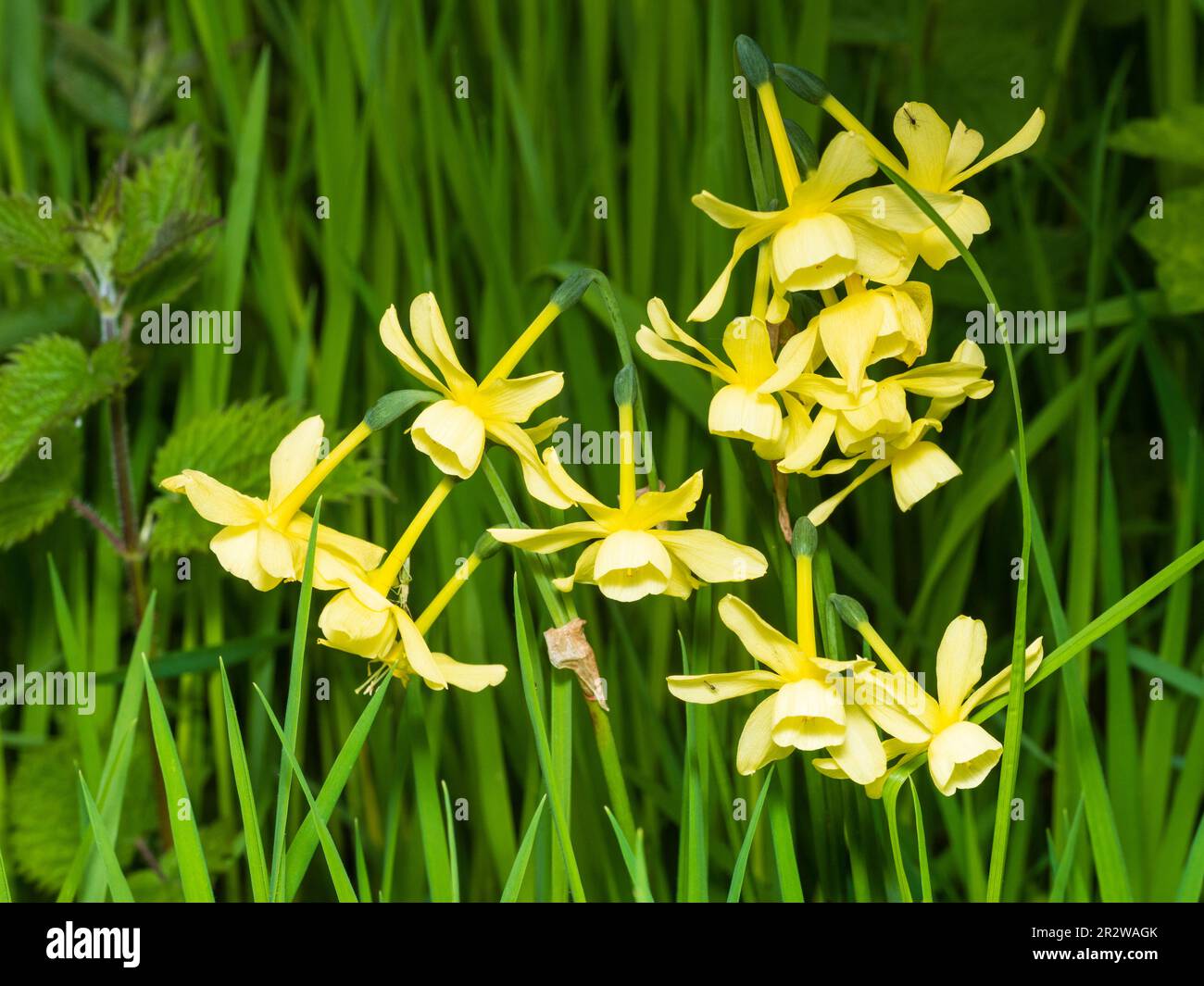 Duftende gelbe Blüten der Frühlingsblüte vom Typ Triandus Narzissen, Narziss „Hawera“ Stockfoto