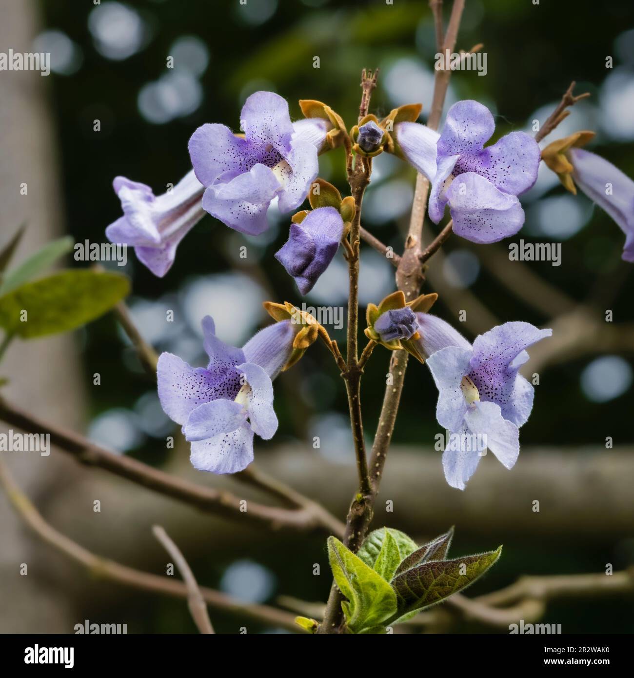 Blau gefleckte Spätfrühlingsblumen des schnell wachsenden Saphir-Drachenbaums Paulownia kawakamii Stockfoto