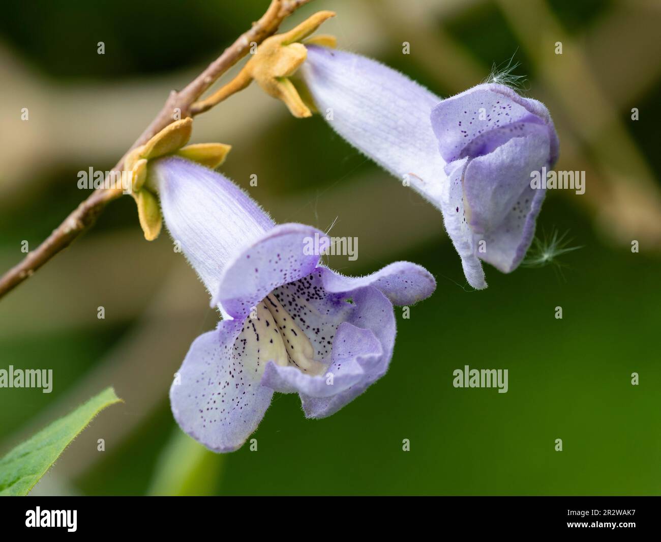 Blau gefleckte Spätfrühlingsblumen des schnell wachsenden Saphir-Drachenbaums Paulownia kawakamii Stockfoto