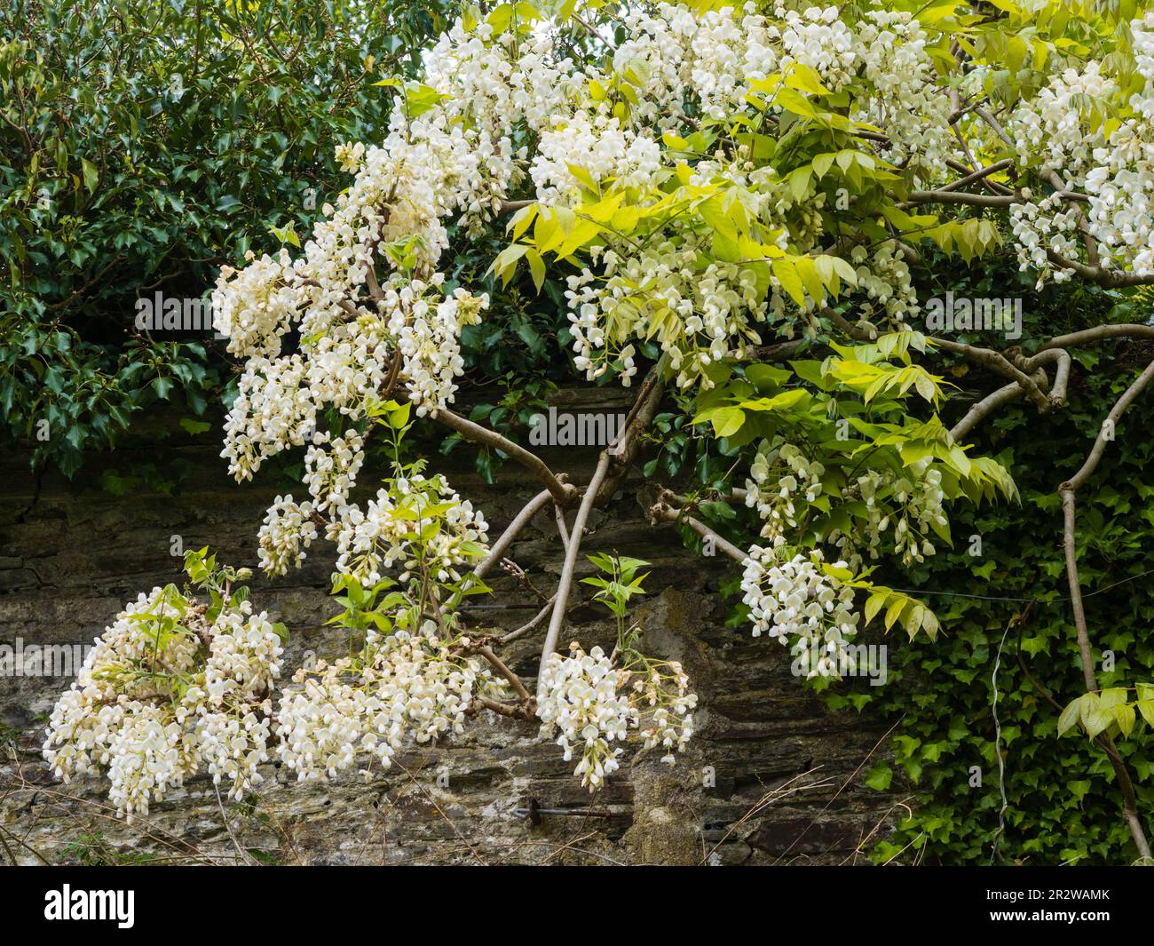 Weiße Blüten des harten, holzigen, laufflächen Kletterers, Wisteria venusta „Alba“ Stockfoto