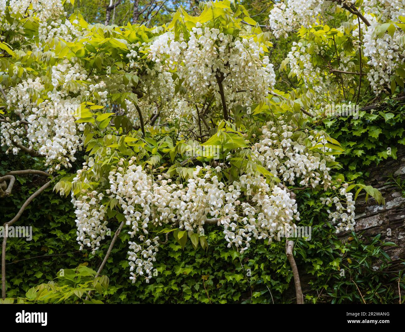 Weiße Blüten des harten, holzigen, laufflächen Kletterers, Wisteria venusta „Alba“ Stockfoto