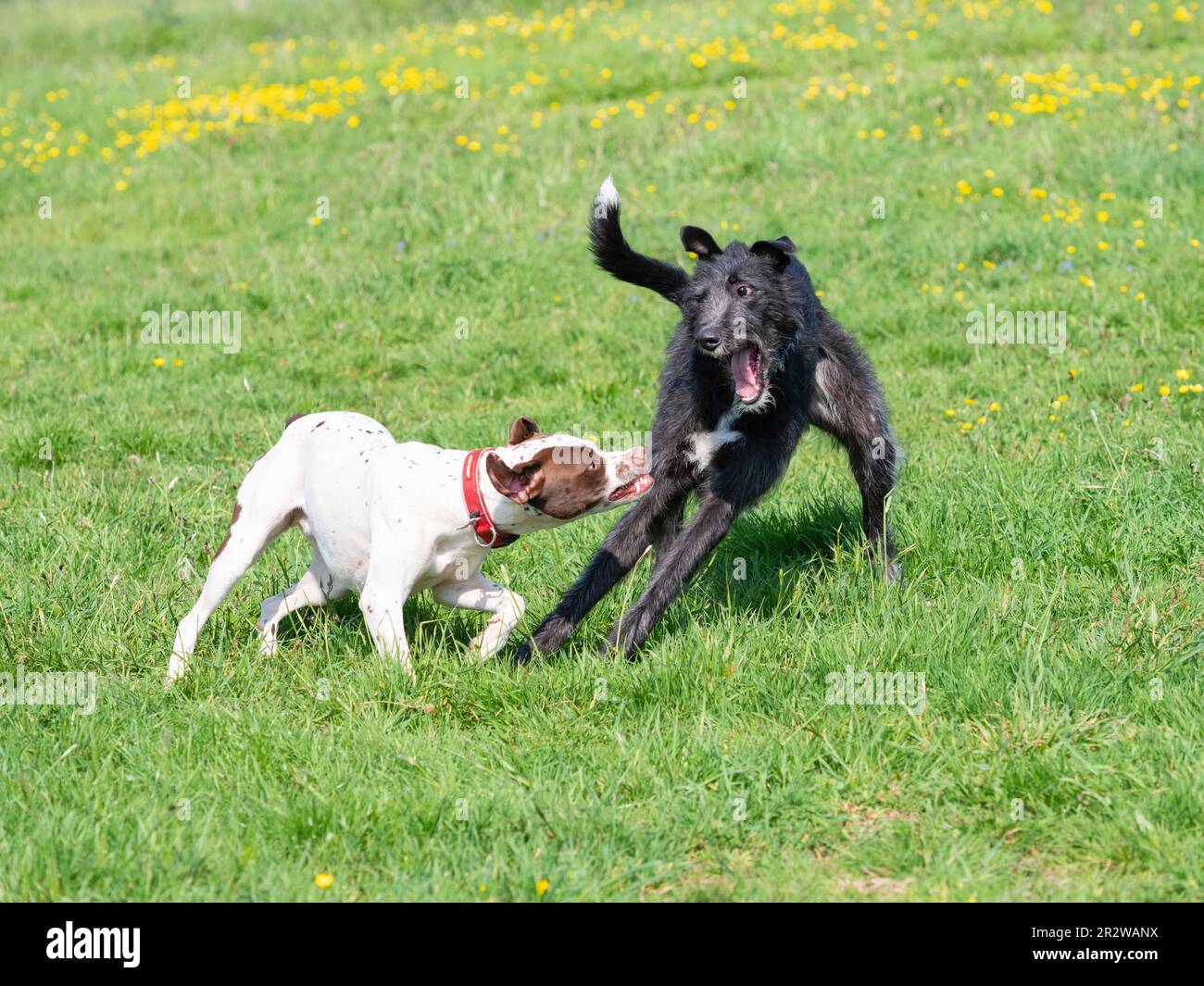 Narla, ein Dalmation x Bull Terrier, und Sampson, ein deerhound x Greyhound, kämpfen auf einer Wiese in Großbritannien Stockfoto