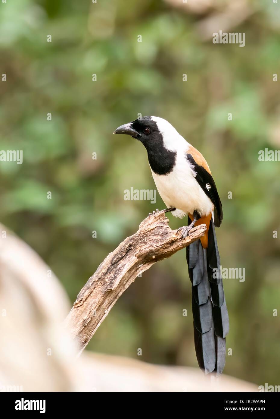 Ein Weißbauchtreepie thront auf einem Baum in den tiefen Dschungeln am Rande von Thattekad, Kerala Stockfoto