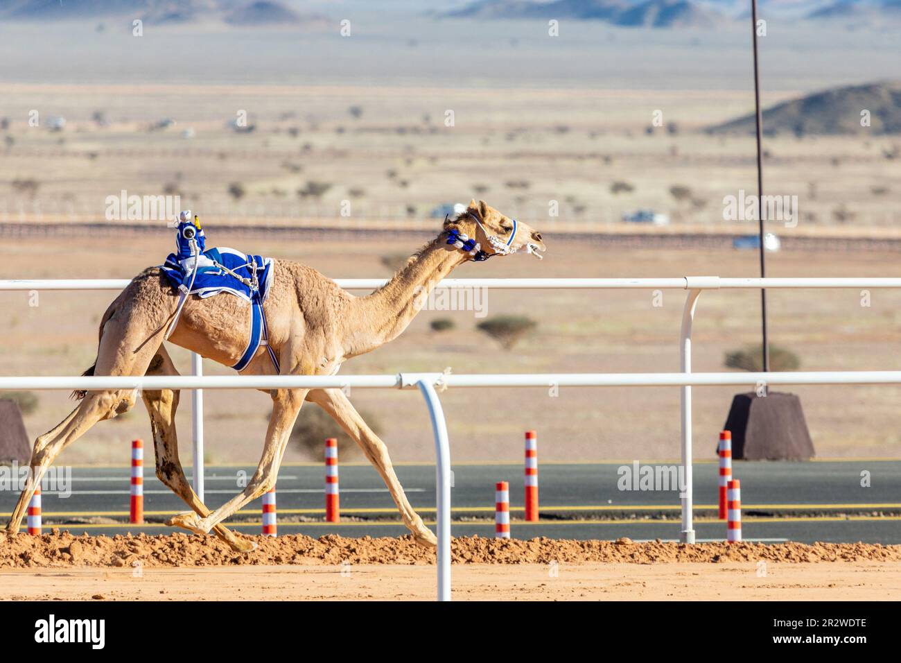 Kamelrennen für den Königsbecher, Al Ula, Saudi-Arabien Stockfoto