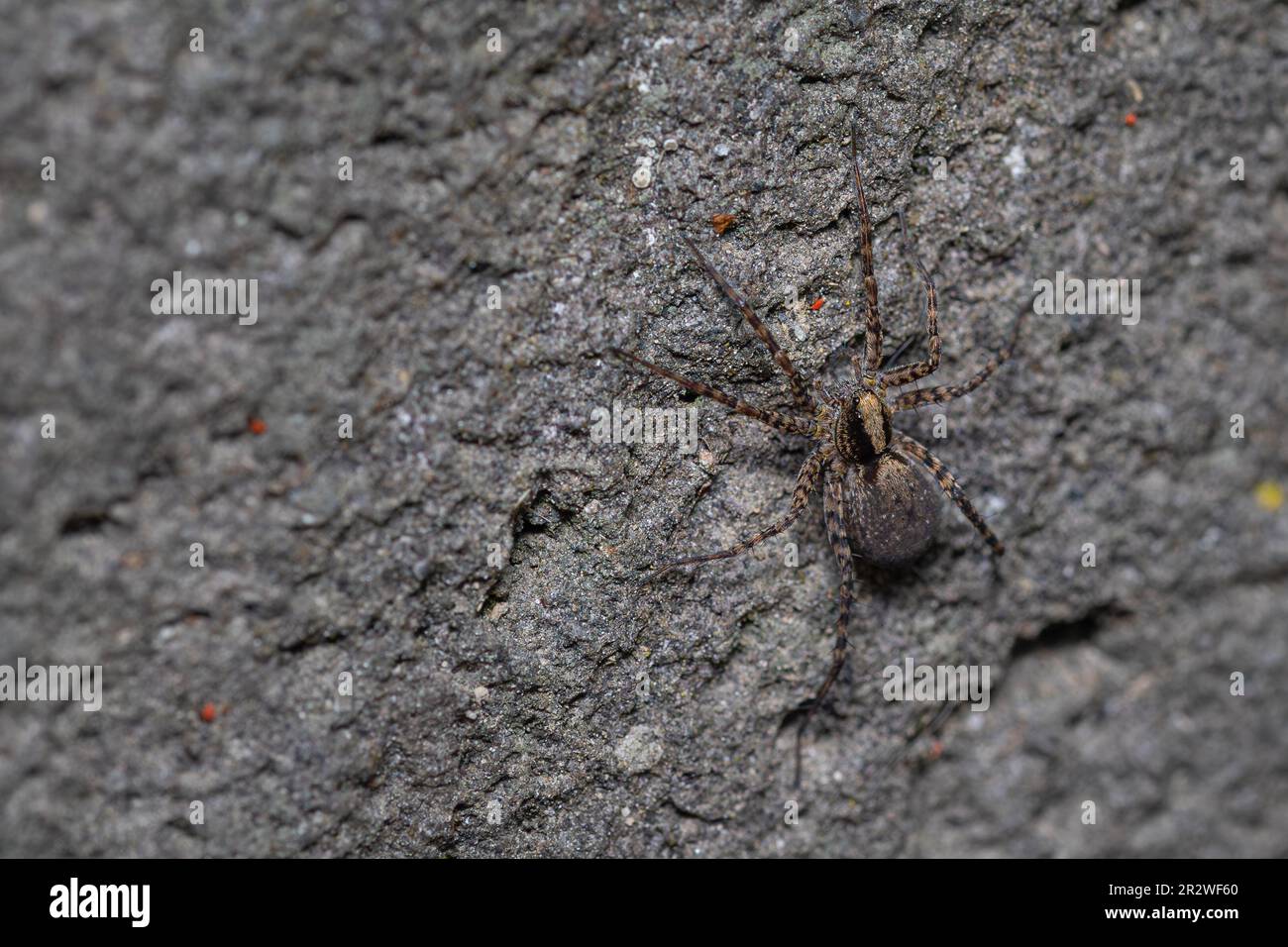 Nahaufnahme einer Wolfsspinne aus der Gattung Pardosa. Stockfoto