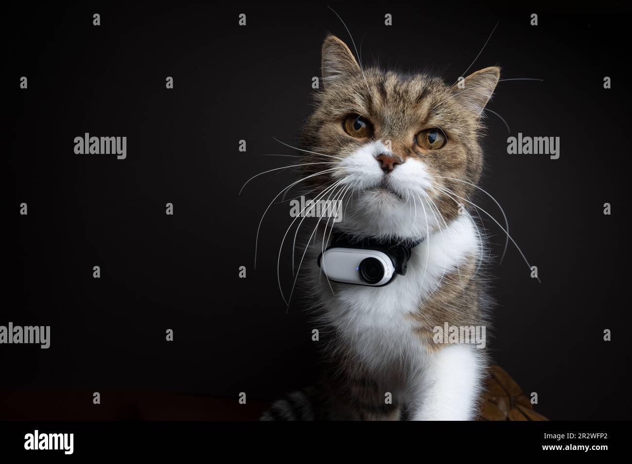 Katze trgt kleine Action-Kamera am Halsband. studio-Portrt mit  Kopierbereich Stockfotografie - Alamy