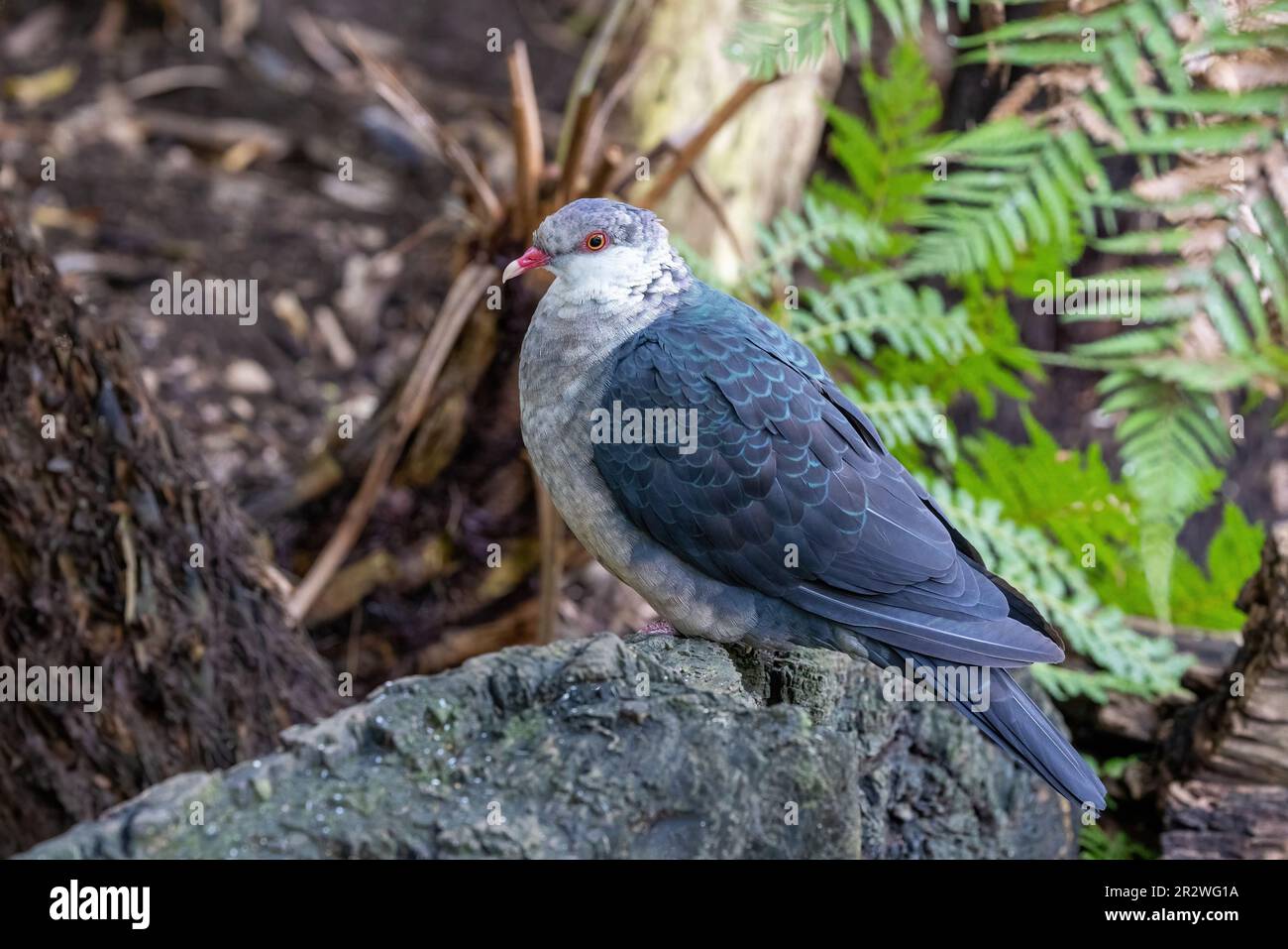 Junge Weißkopftaube, Columba leucomela, endemisch an der Ostküste Australiens. Stockfoto