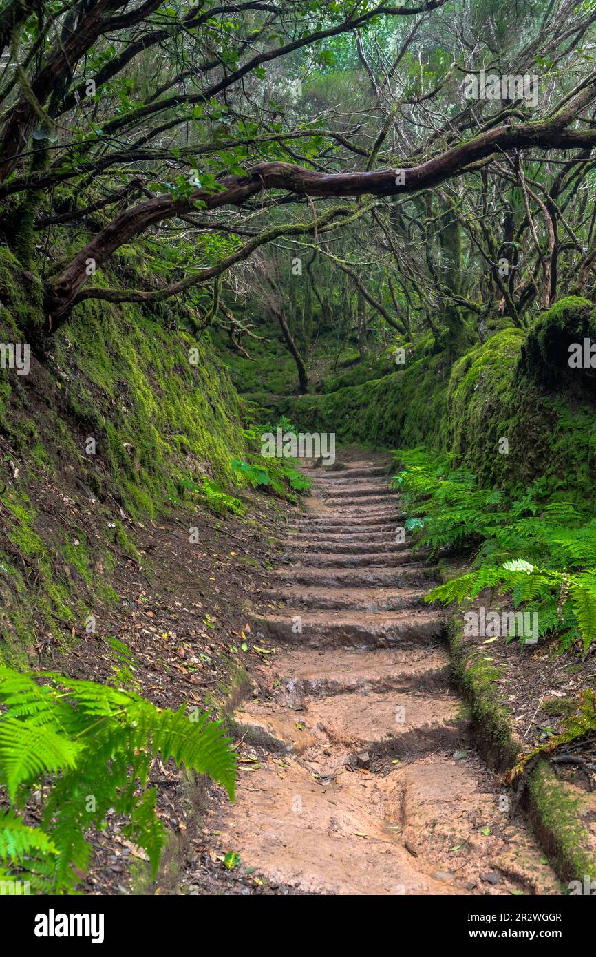 Nebelwald in den Anaga-Bergen, Teneriffa, Spanien Stockfoto