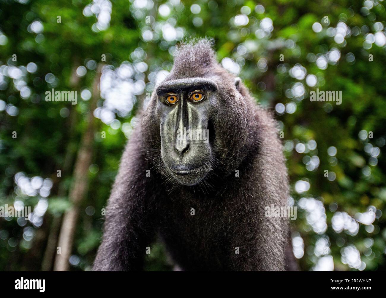 Porträt eines сelebes-Kammmakaken. Nahaufnahme. Indonesien. Sulawesi. Stockfoto