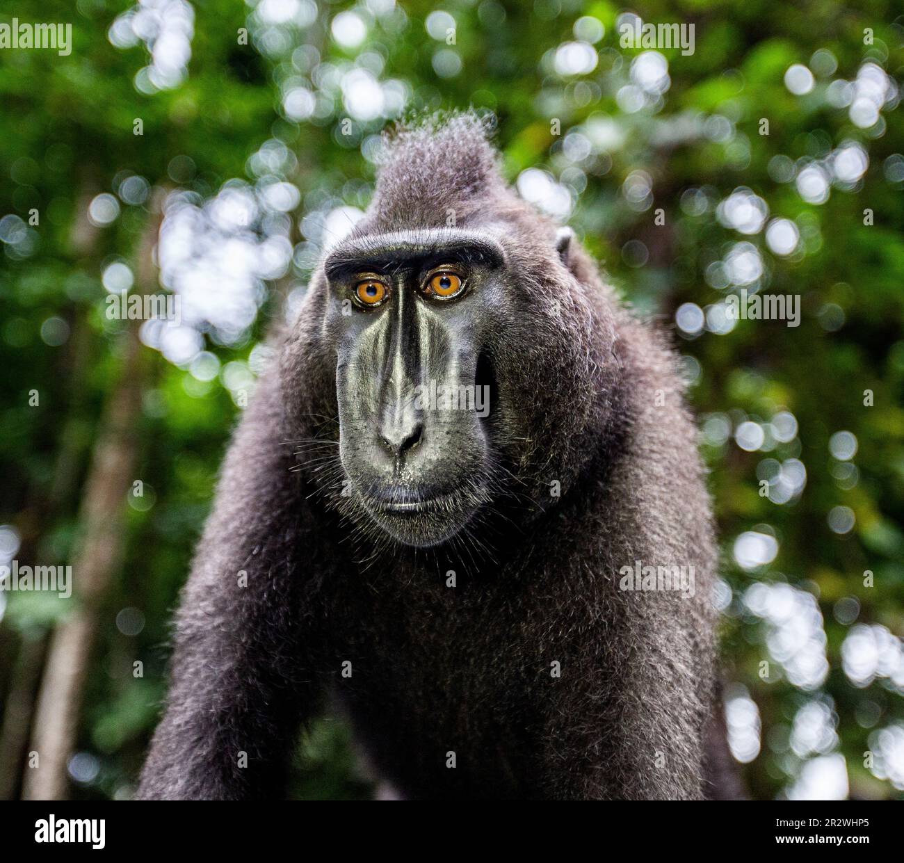 Porträt eines сelebes-Kammmakaken. Nahaufnahme. Indonesien. Sulawesi. Stockfoto