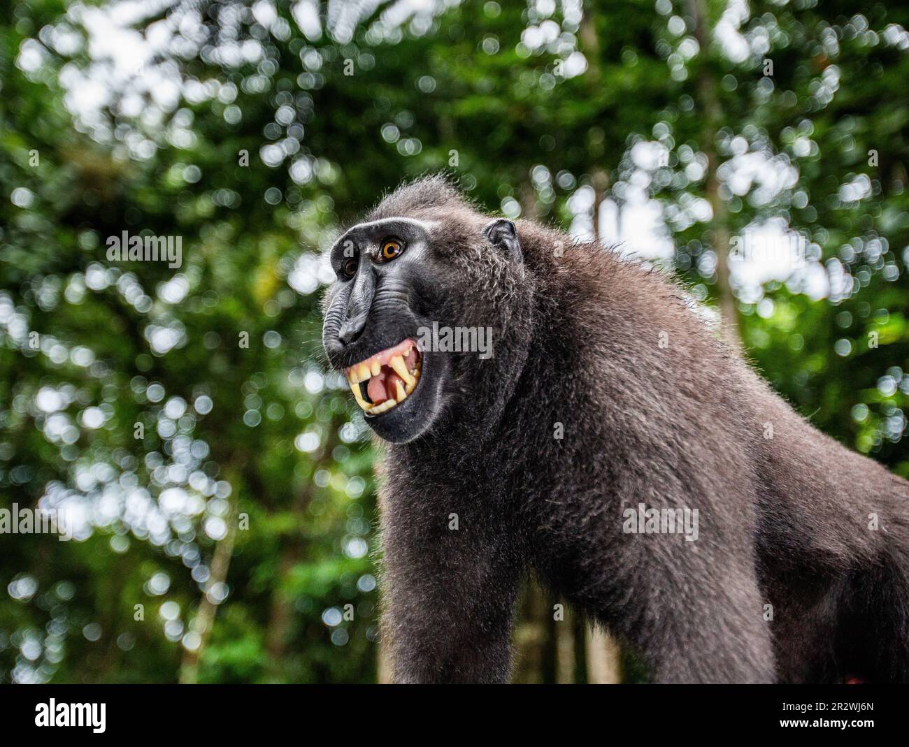 Porträt eines сelebes-Kammmakaken. Nahaufnahme. Indonesien. Sulawesi. Stockfoto