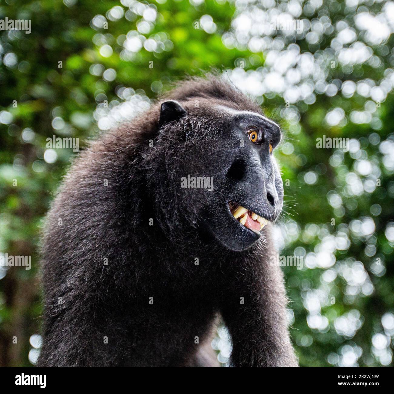 Porträt eines сelebes-Kammmakaken. Nahaufnahme. Indonesien. Sulawesi. Stockfoto