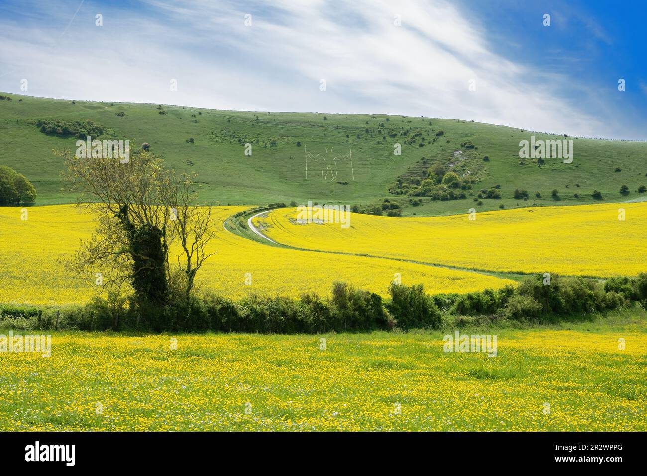 Ein Feld der Vergewaltigung und Buttercups wachsen auf den Feldern unter dem Long man of Wilmington steht. Wilmington, East Sussex, England, Großbritannien Stockfoto