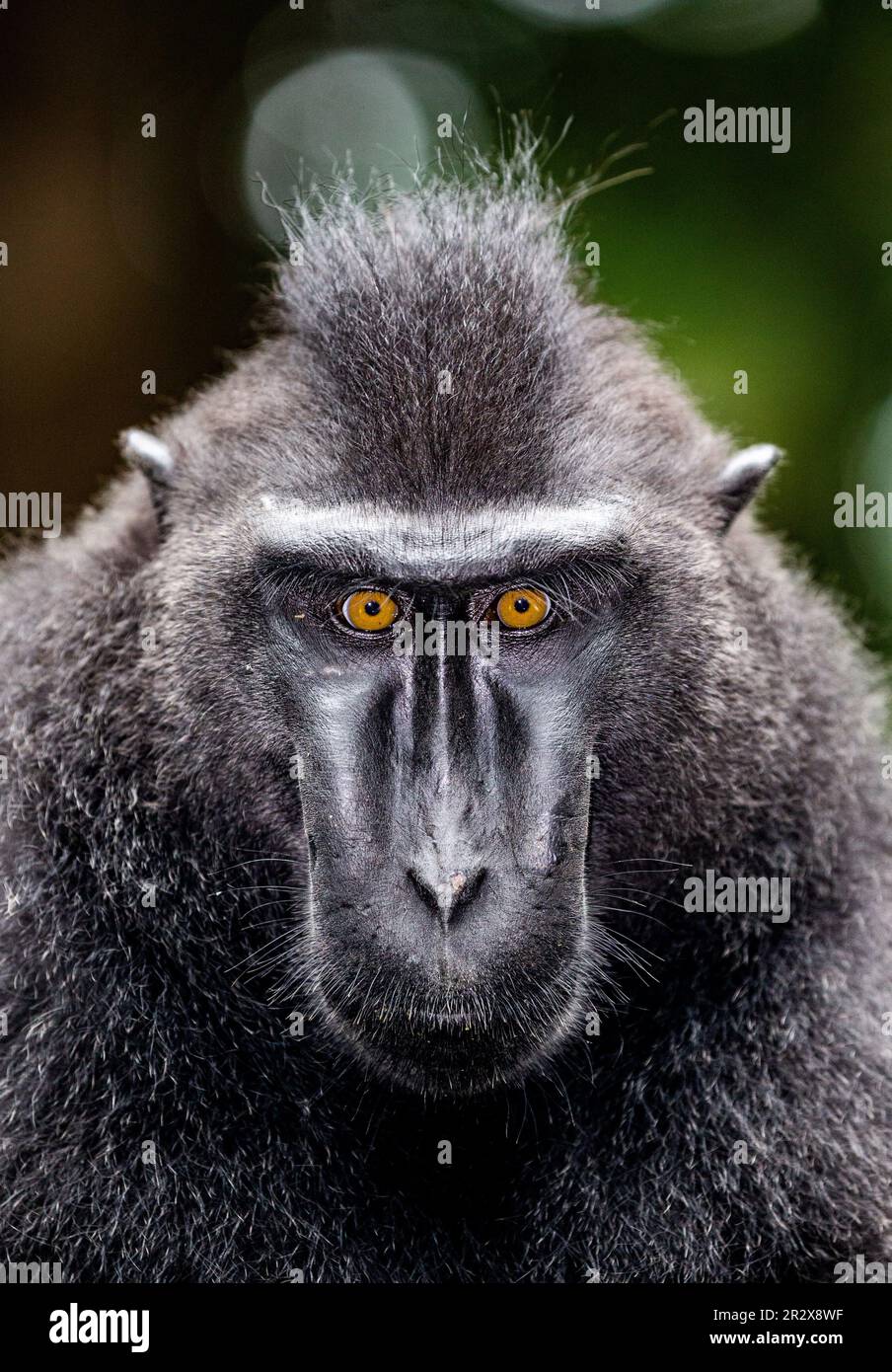 Porträt eines сelebes-Kammmakaken. Nahaufnahme. Indonesien. Sulawesi. Stockfoto