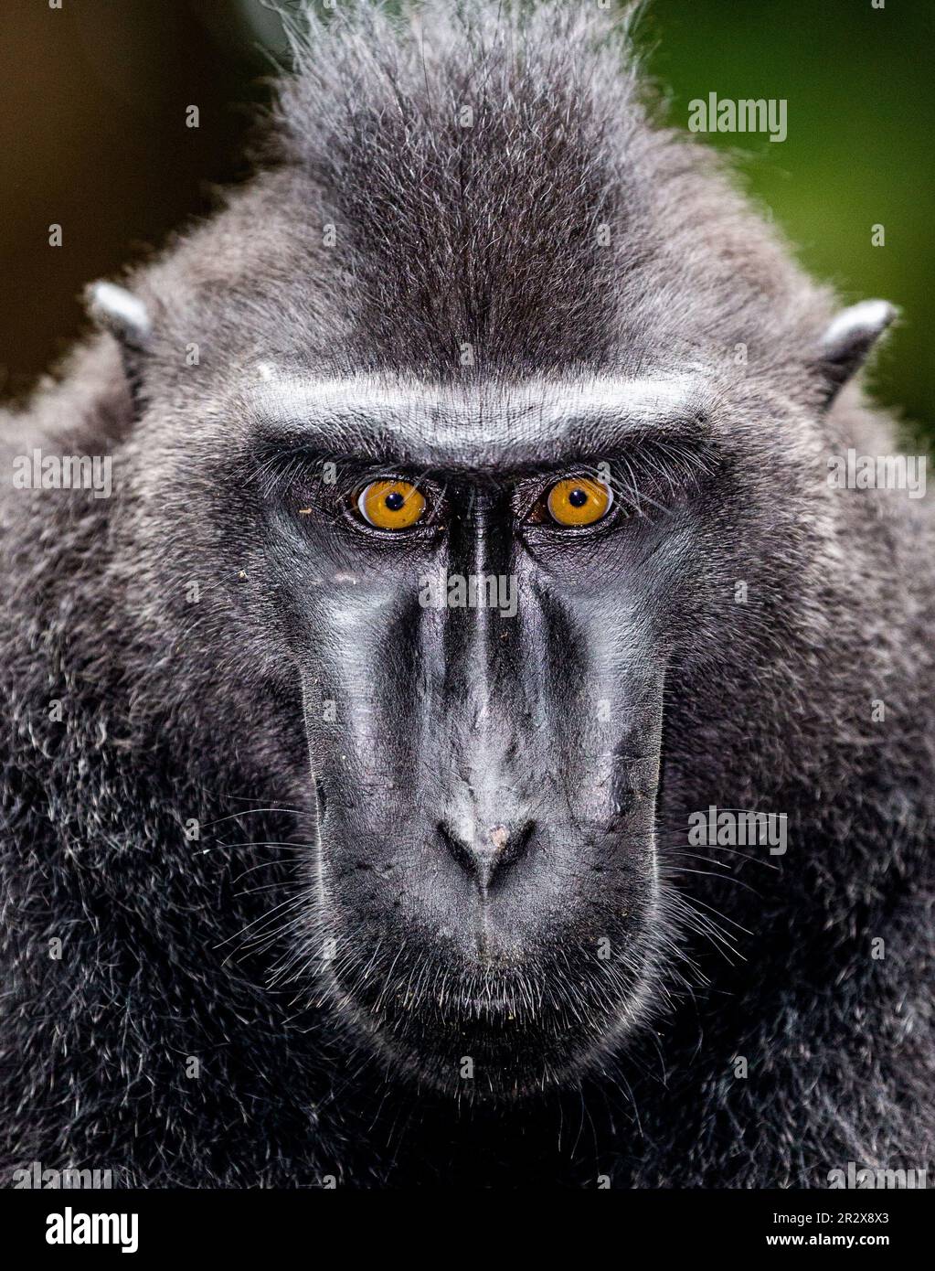 Porträt eines сelebes-Kammmakaken. Nahaufnahme. Indonesien. Sulawesi. Stockfoto