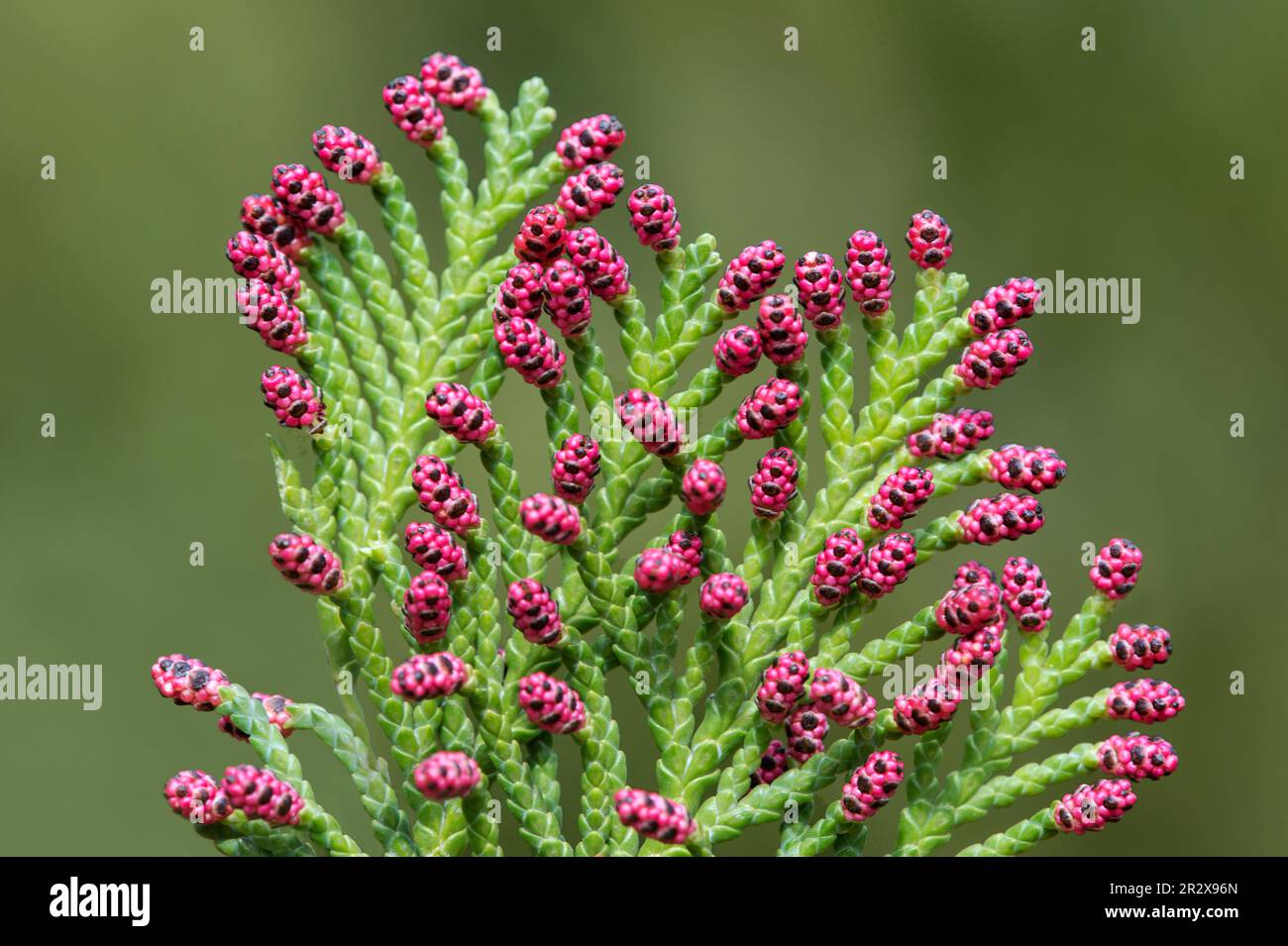 Rote männliche Blüten der Lawson Cypress (Chamaecyparis lawsoniana) aus Kalifornien Stockfoto