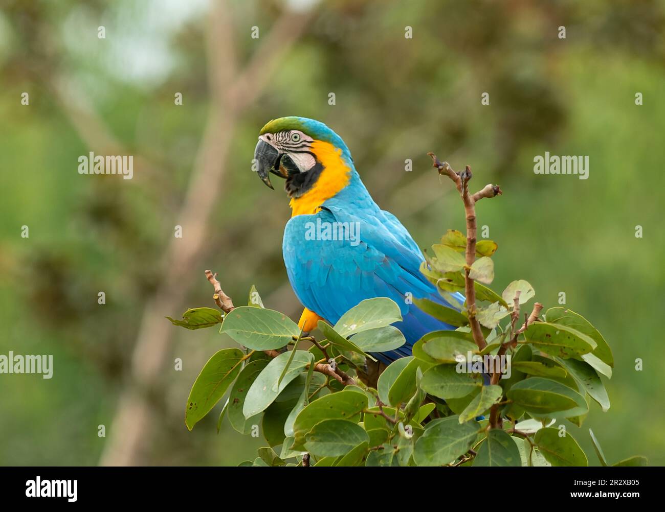 Ara ararauna Stockfoto