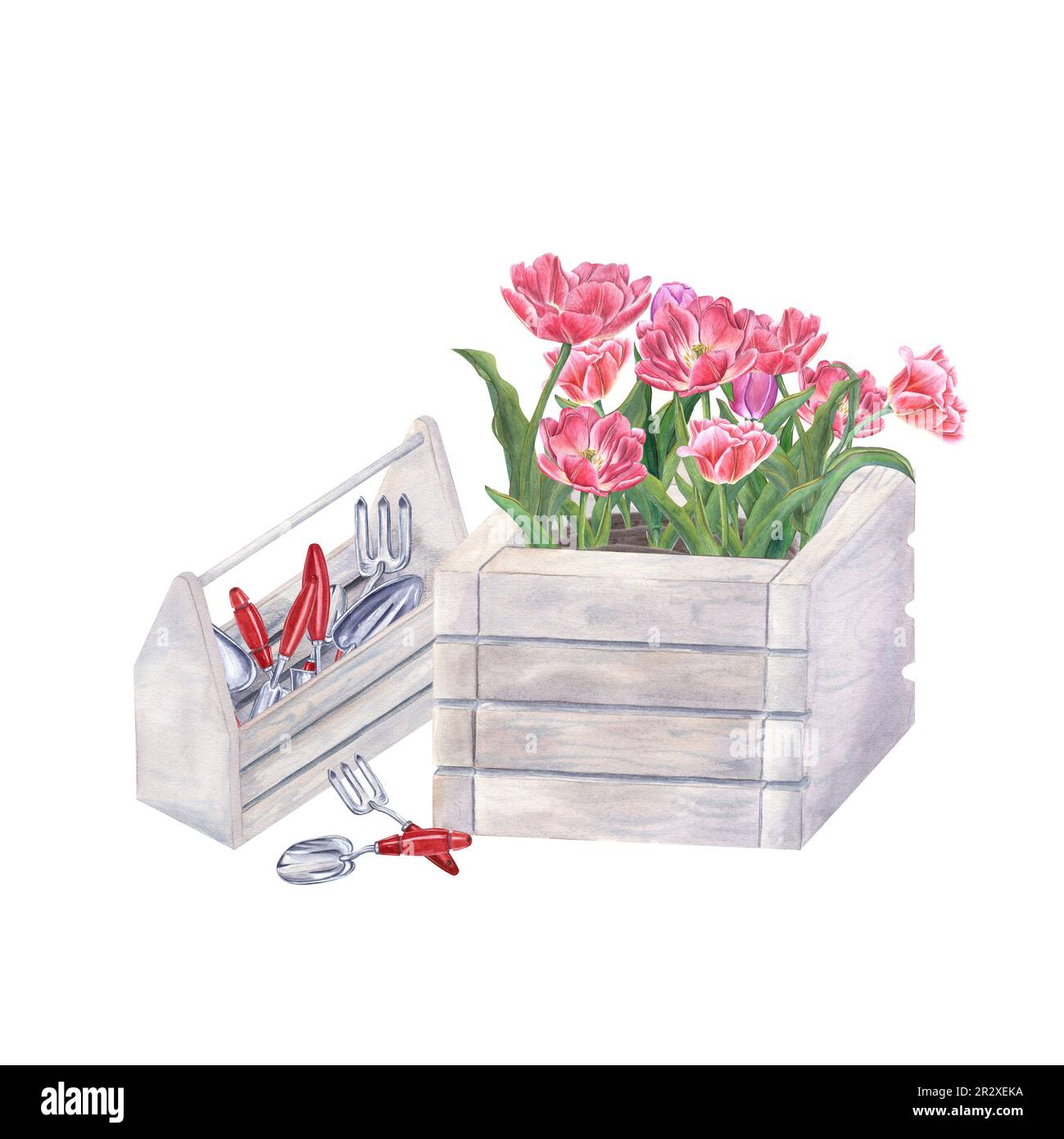 Rosafarbene Tulpen und Gartenwerkzeuge in Holzkästen isoliert auf weißem Hintergrund. Aquarelle Darstellung von Frühlingsblumen, Handkellen, kleinen Gabeln Stockfoto