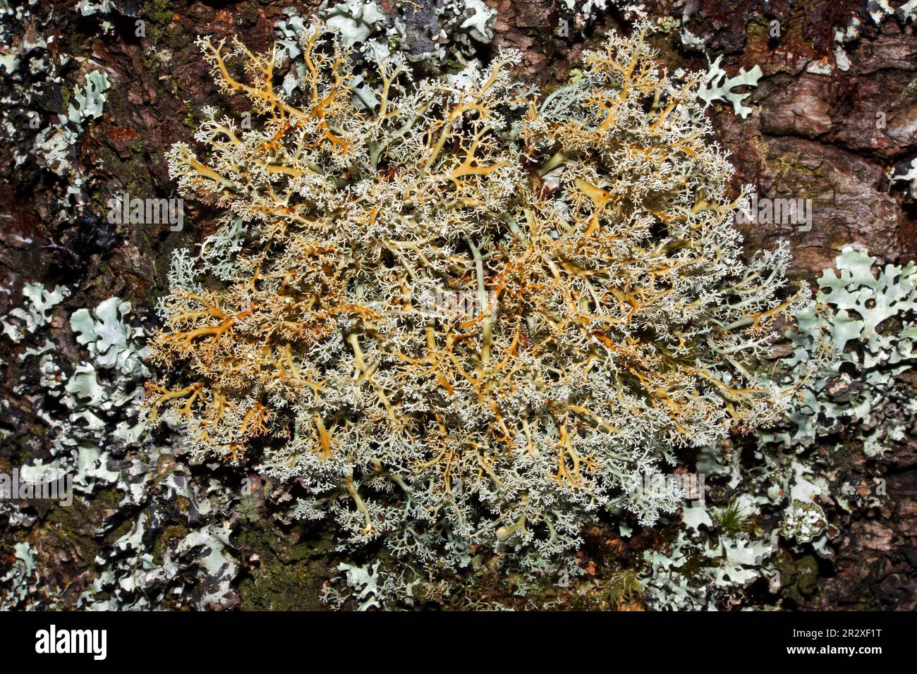 Sphaerophorus globosus ist ein Fructicoselichen, das auf mossigen, sauren Felsen und Bäumen in Berggebieten vorkommt. Es hat eine kosmopolitische Verteilung. Stockfoto