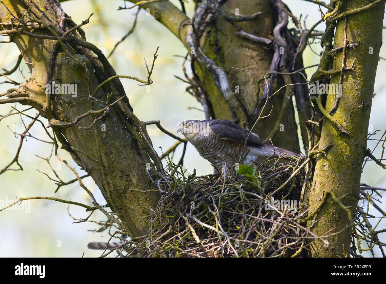 Eurasischer Sperber Accipiter nisus, Erwachsene Frau, die auf dem Nest steht, Suffolk, England, Mai Stockfoto