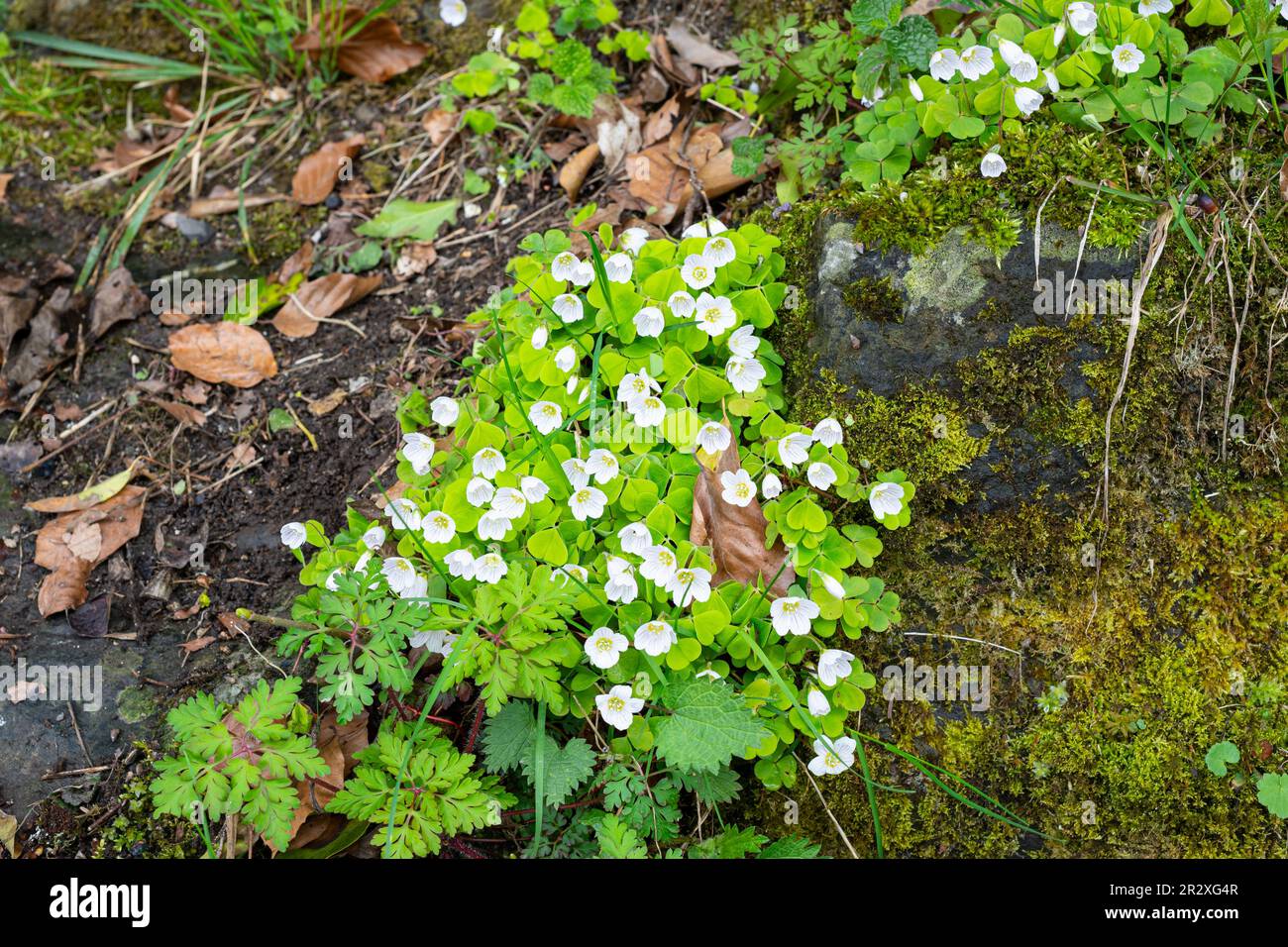 Weißer blühender gemeiner Holzsorrel (lateinischer Name: Oxalis acetosella), der im Schatten der unteren Schweizer Berge wächst. Stockfoto