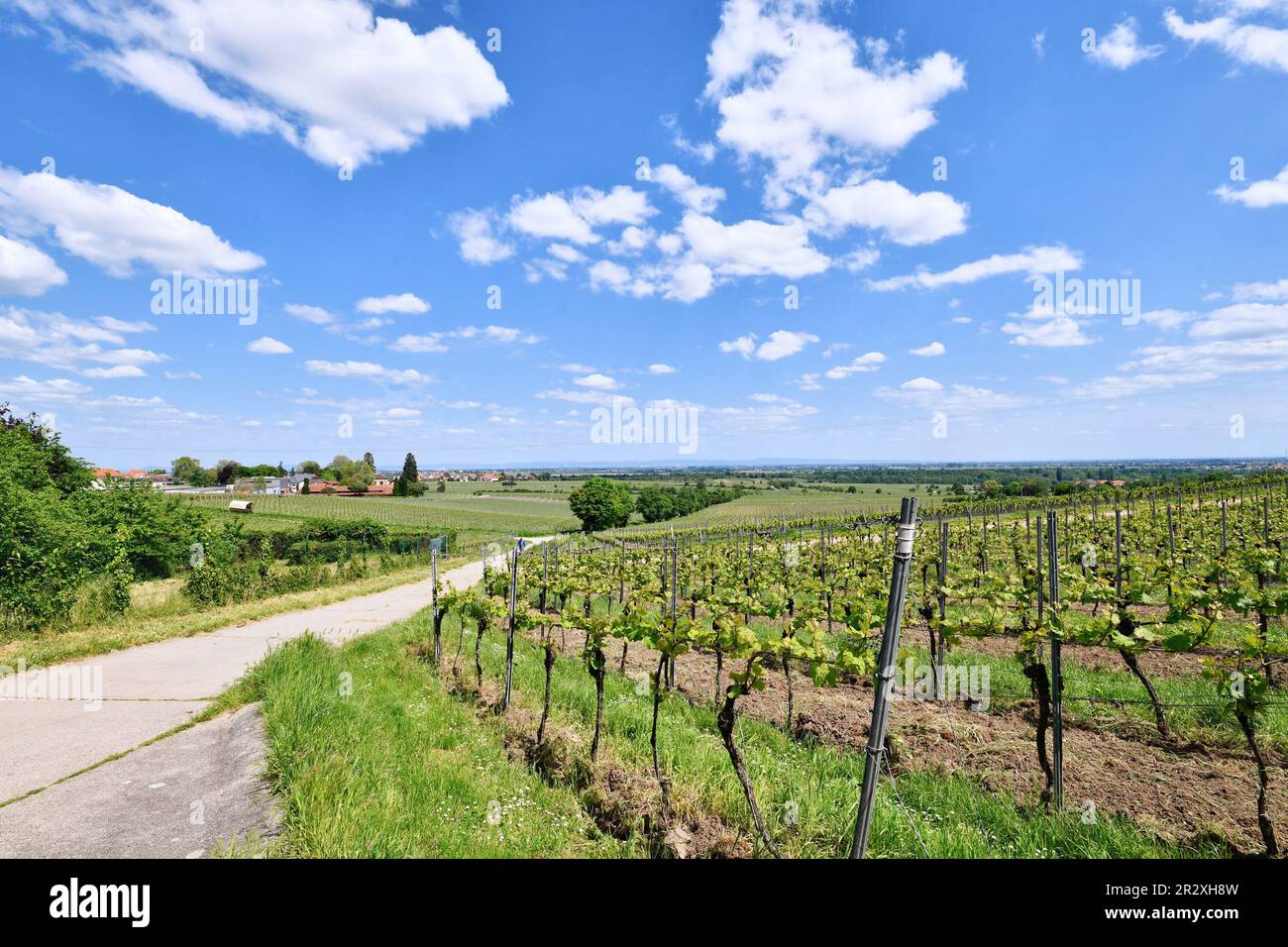 Weinberge in Wachenheim in Rheinland-Pfalz, Deutschland Stockfoto
