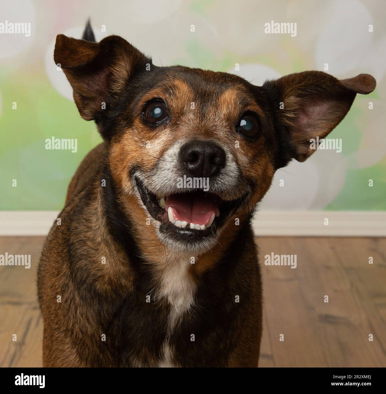 Süßes braun-weißes Jack-russell-chihuahua-Porträt mit gemischtem Gesicht Stockfoto