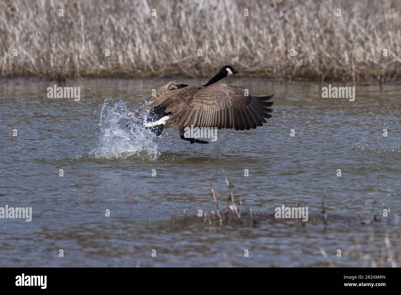 Kanadische Gans, die im Flug vom Wasser abhebt. Ashland, Oregon Stockfoto