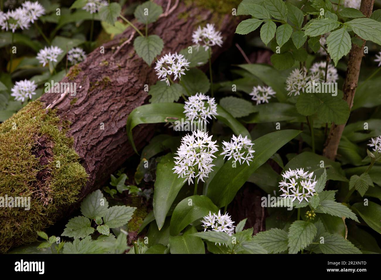 Allium ursinum bekannt als wilder Knoblauch, Ramsons, Cowleekes, Buckrams, breiter Knoblauch, Im Holz wachsen Knoblauch, Bärenlauchpflanzen. Wilde Kräuter Stockfoto