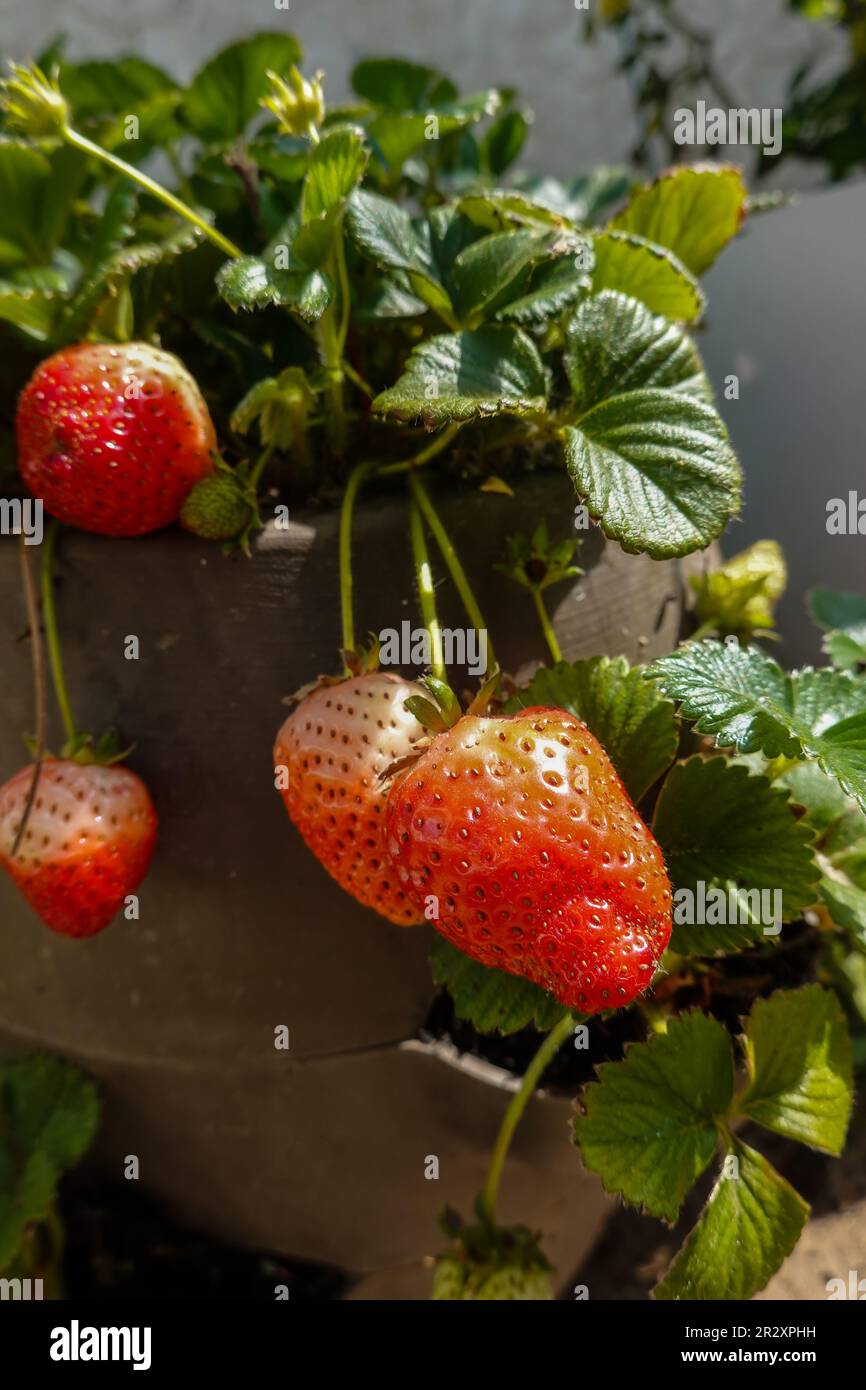 Erdbeeren, die in einem Behältertopf auf einer Terrasse in den südkalifornischen USA wachsen Stockfoto