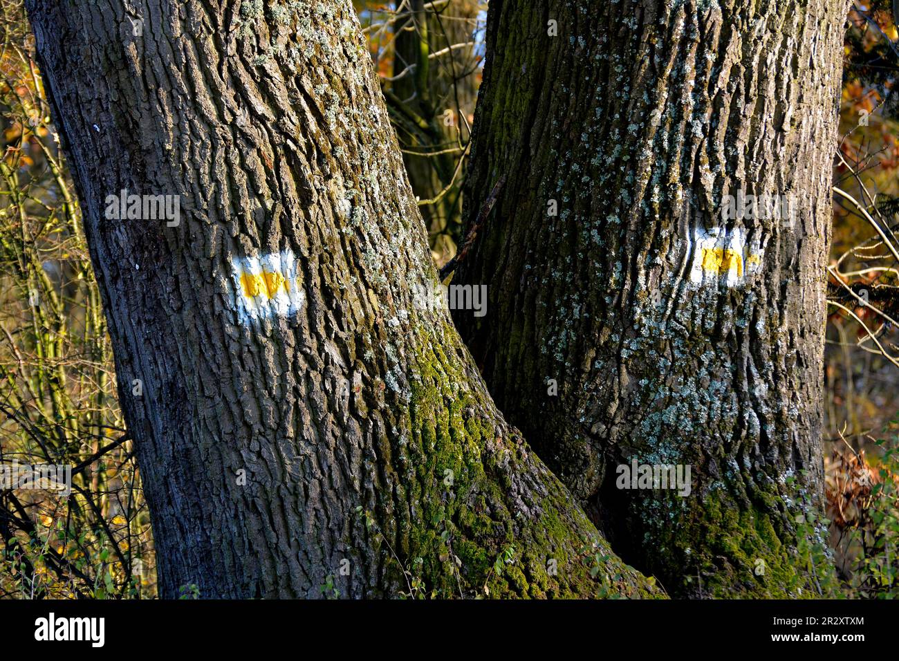 Eiche, Eichenstamm, Eichenrinde Stockfoto