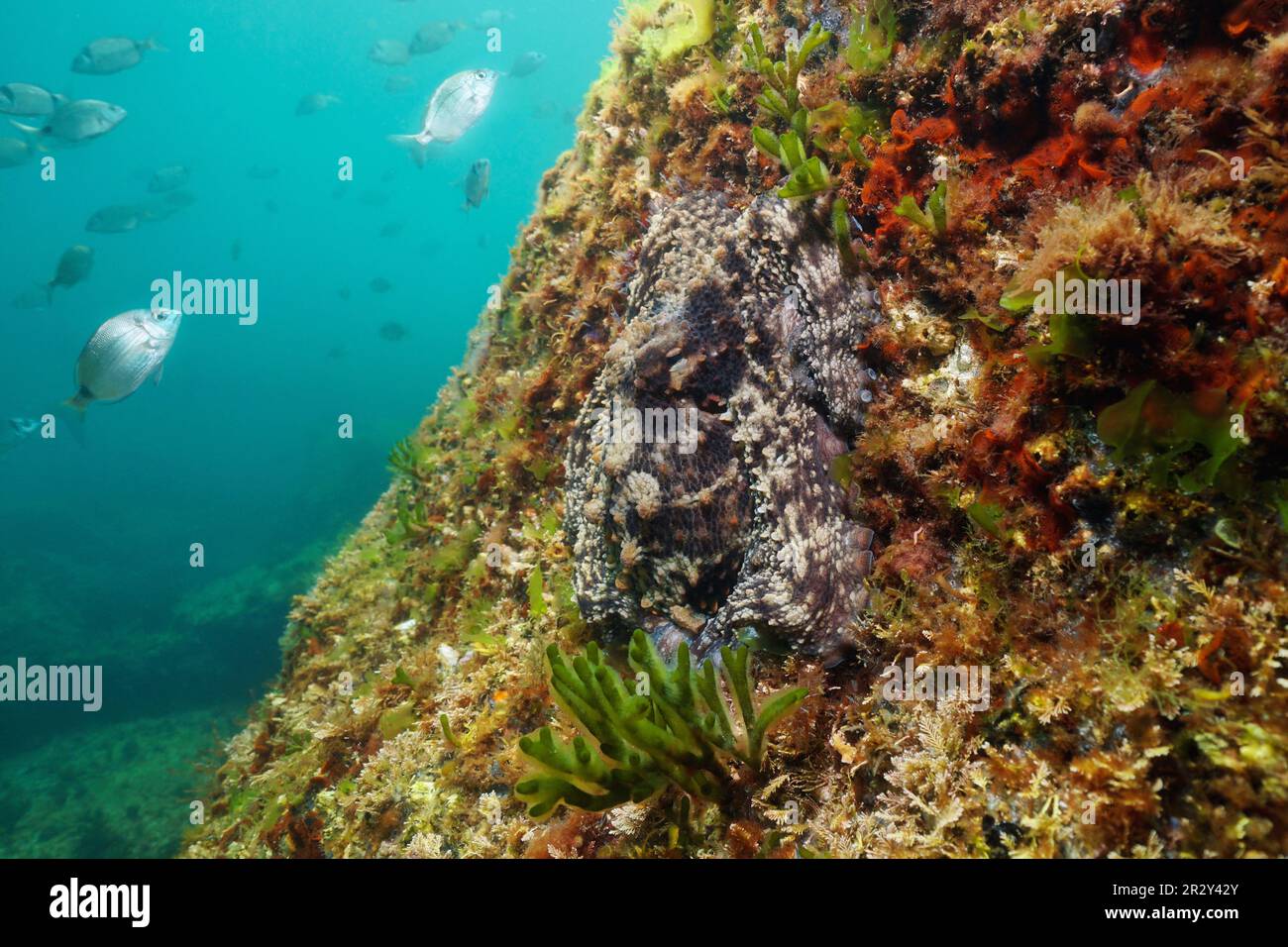 Tiergetarnung, Octopus vulgaris Muscheln unter Wasser, versteckt auf einem Felsen im Ozean, Naturszene, Ostatlantik, Spanien, Galicien Stockfoto