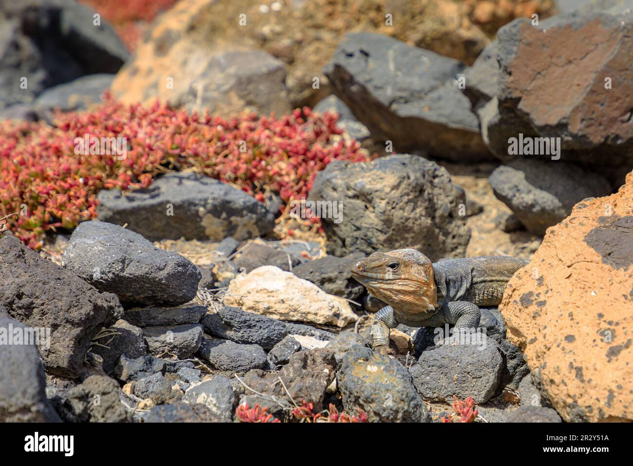 Gallotia stehlini ist eine große Eidechsenart, die nur auf Gran Canaria zu finden ist. Es hat einen ausgeprägten Look und ein Interessantes Verhalten, was es ausmacht Stockfoto