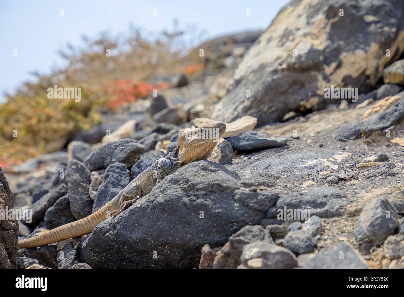 Gallotia stehlini ist eine riesige Eidechse, die nur auf Gran Canaria zu finden ist. Es hat ein ausgeprägtes Aussehen und ein Interessantes Verhalten, was es zu einem beliebten Produkt macht Stockfoto